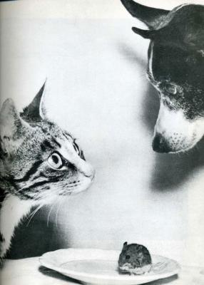 Прикрепленное изображение: Cat dog mouse.jpg